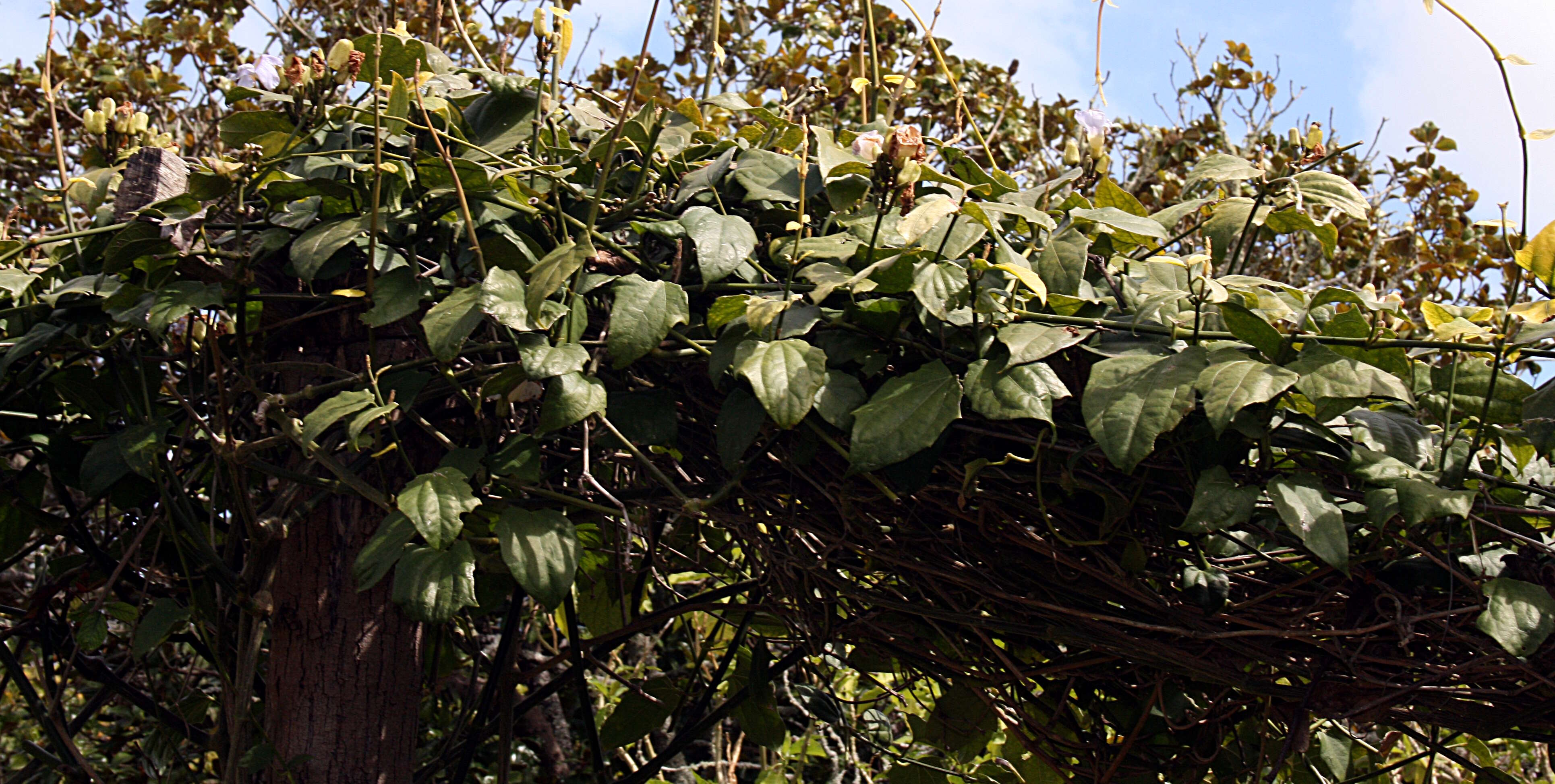 Image of Bengal clock vine