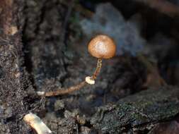 Image of Conocybe filaris (Fr.) Kühner 1935