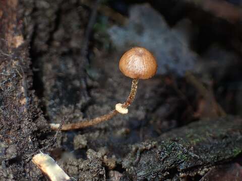 Conocybe filaris (Fr.) Kühner 1935的圖片