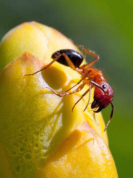 Image of Florida Carpenter Ant