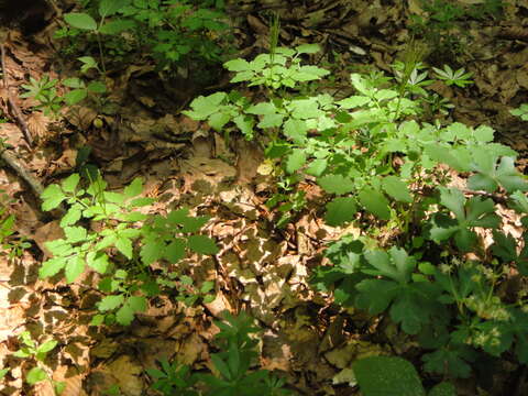 Plancia ëd Cardamine chelidonia L.