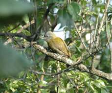 Image of Olive Woodpecker