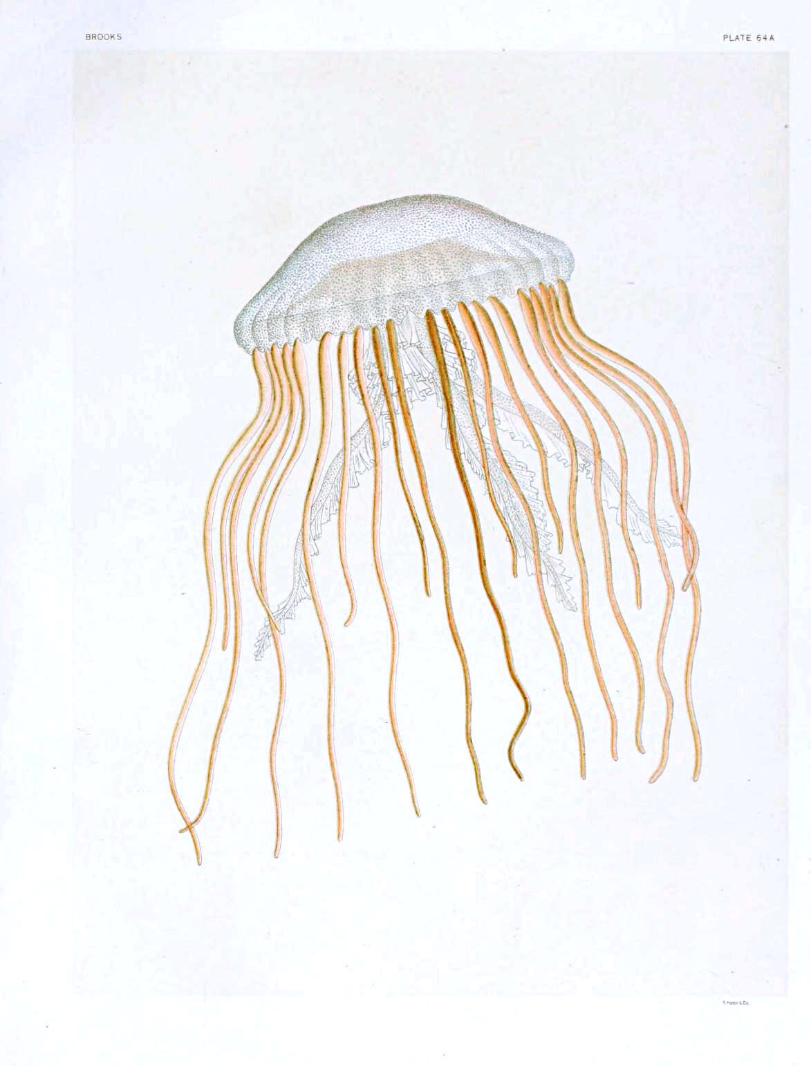 Image of Atlantic sea nettle