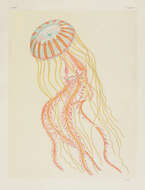 Image of Atlantic sea nettle