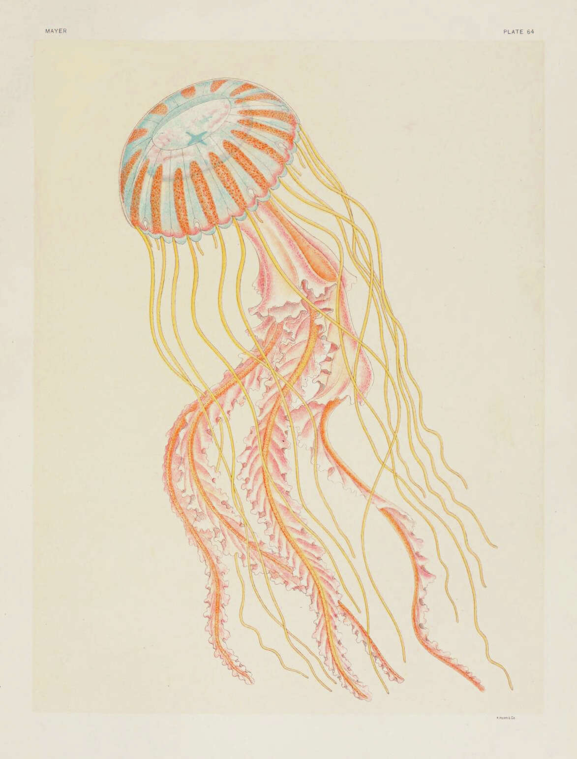 Image of Atlantic sea nettle