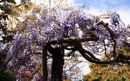 Image de Wisteria sinensis (Sims) Sweet