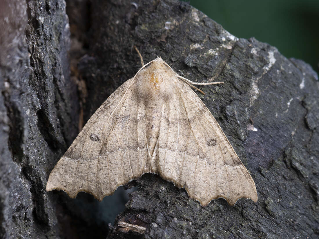 Image of scalloped hazel