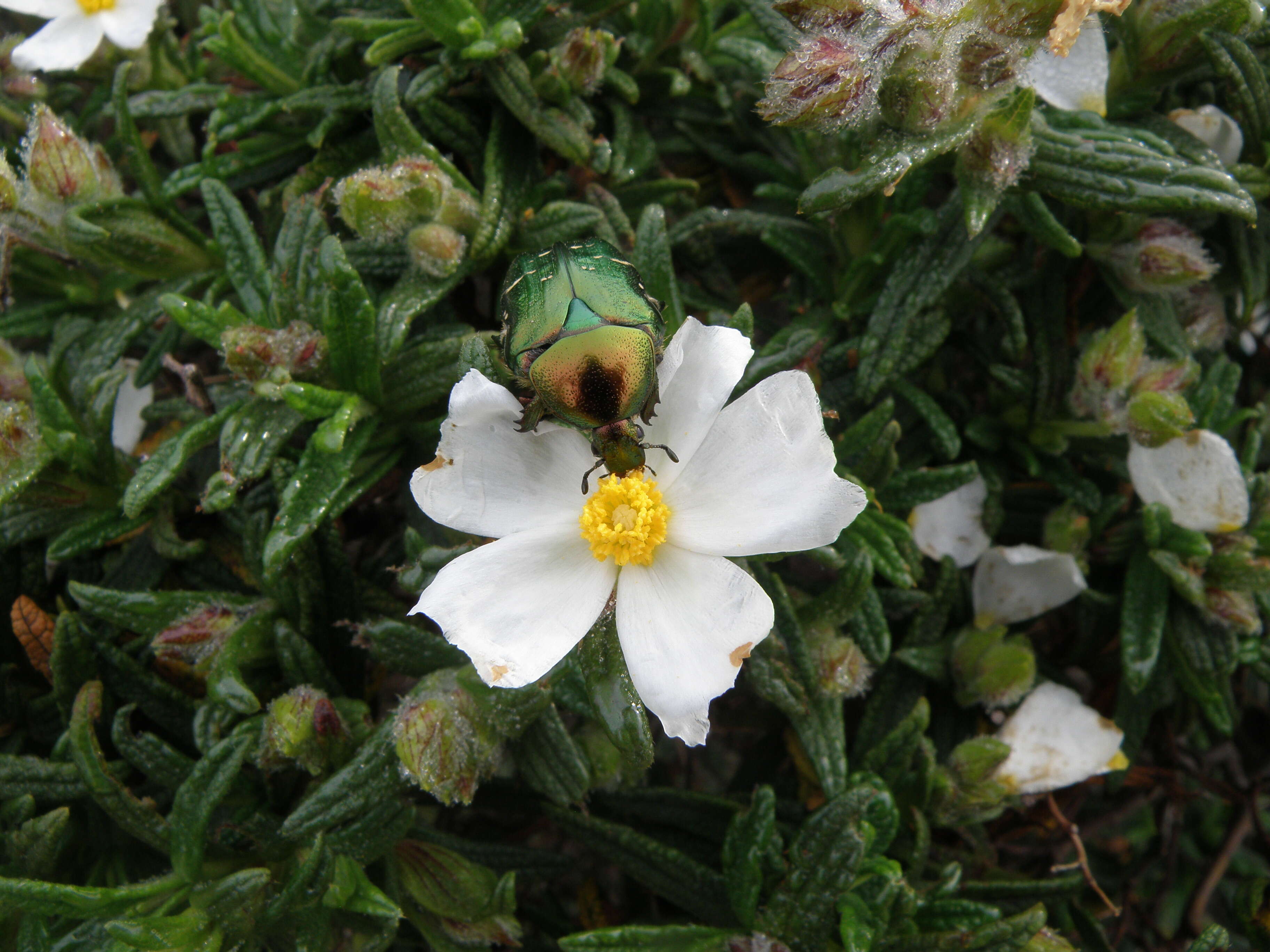 Imagem de Cistus monspeliensis L.