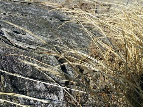 Image of rat's-tail fescue