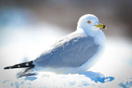 Image of Ring-billed Gull