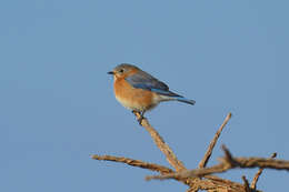 Image of Eastern Bluebird