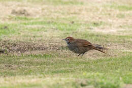 صورة Dasyornis broadbenti (McCoy 1867)