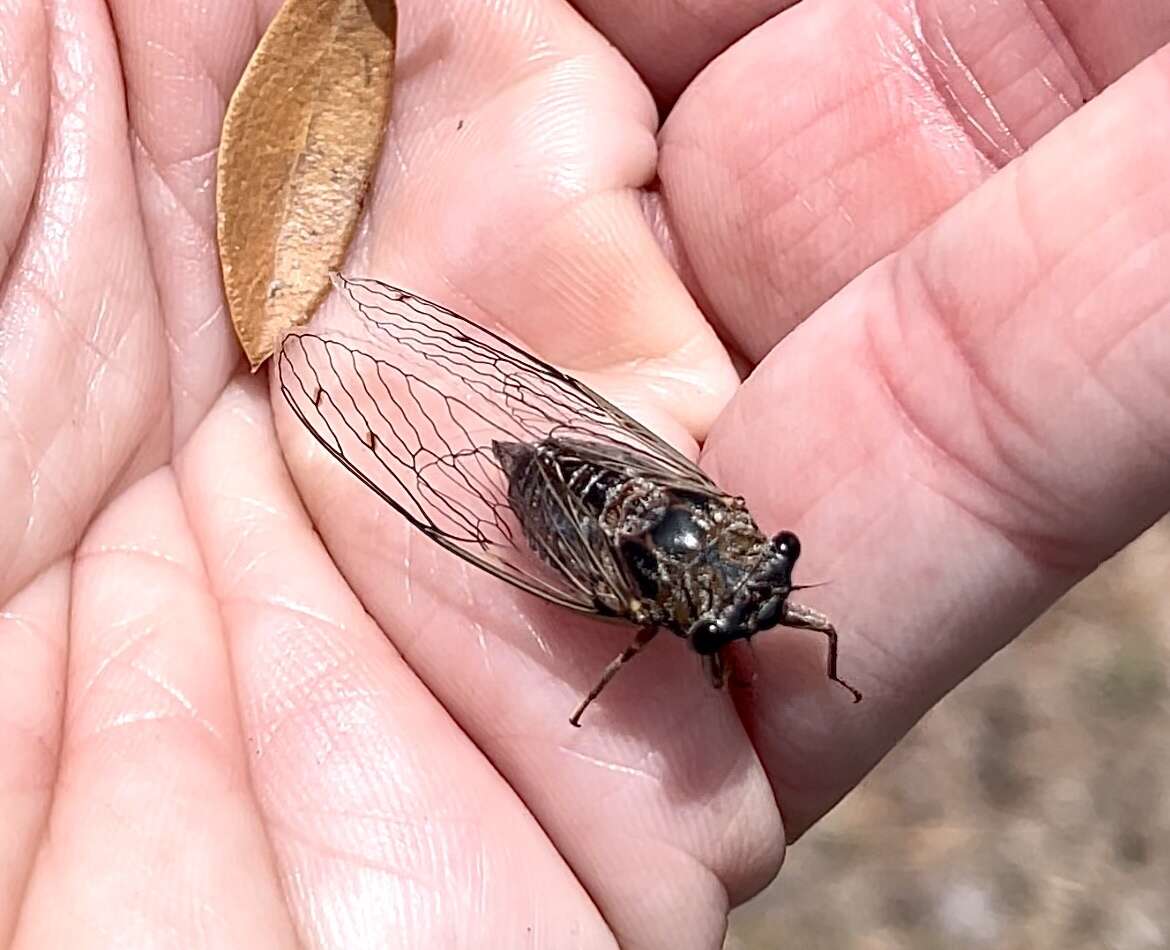 Sivun Diceroprocta arizona (Davis & W. T. 1916) kuva