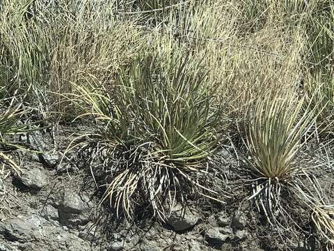 Image of Schott's century plant