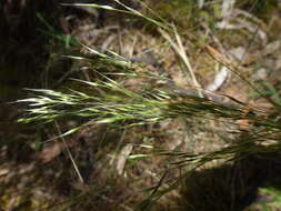 Image of Common Blown Grass