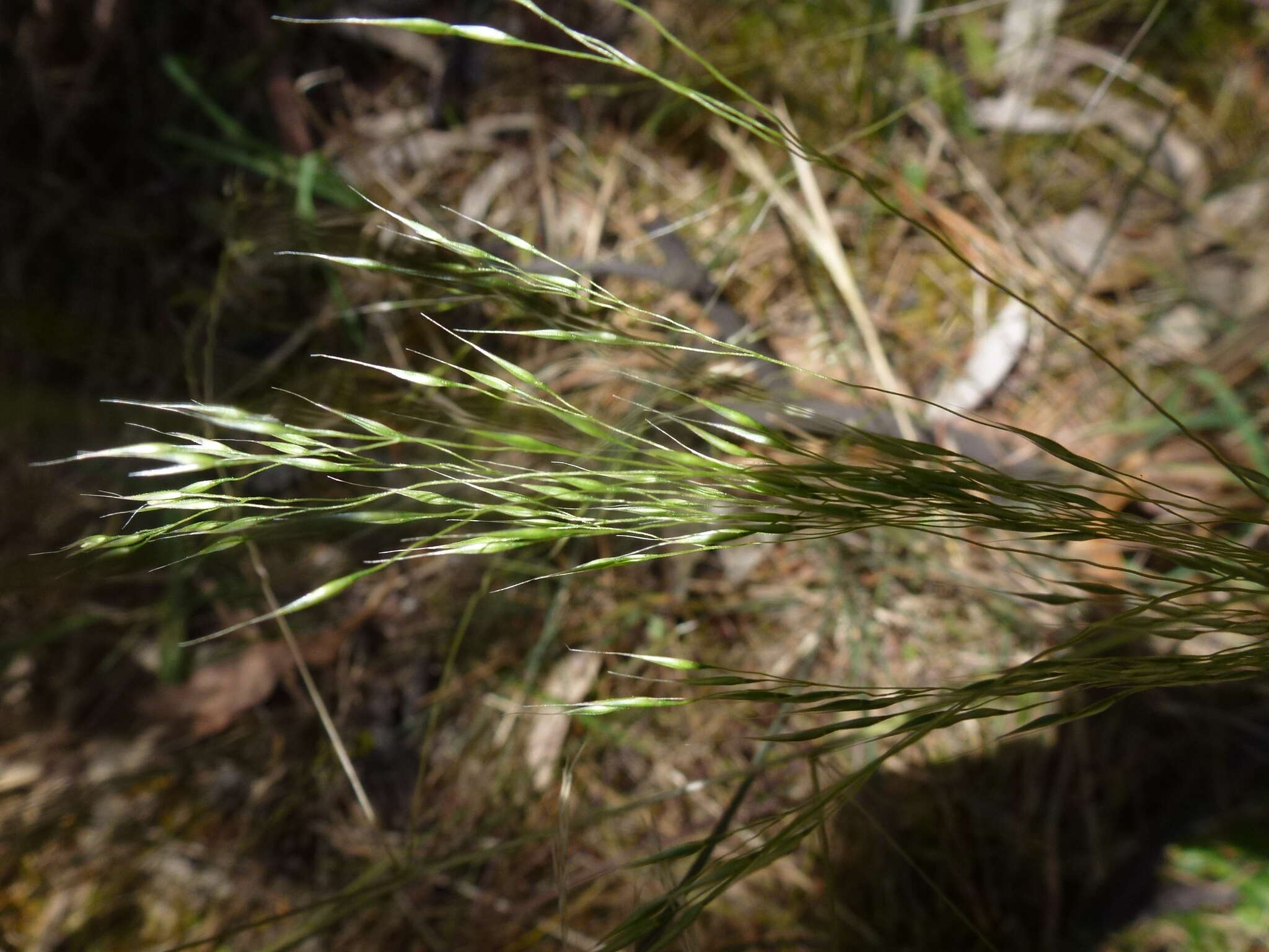 Image of Common Blown Grass