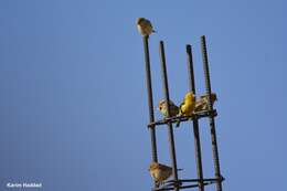 Image of Sudan Golden Sparrow