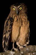 Image of Buffy Fish Owl