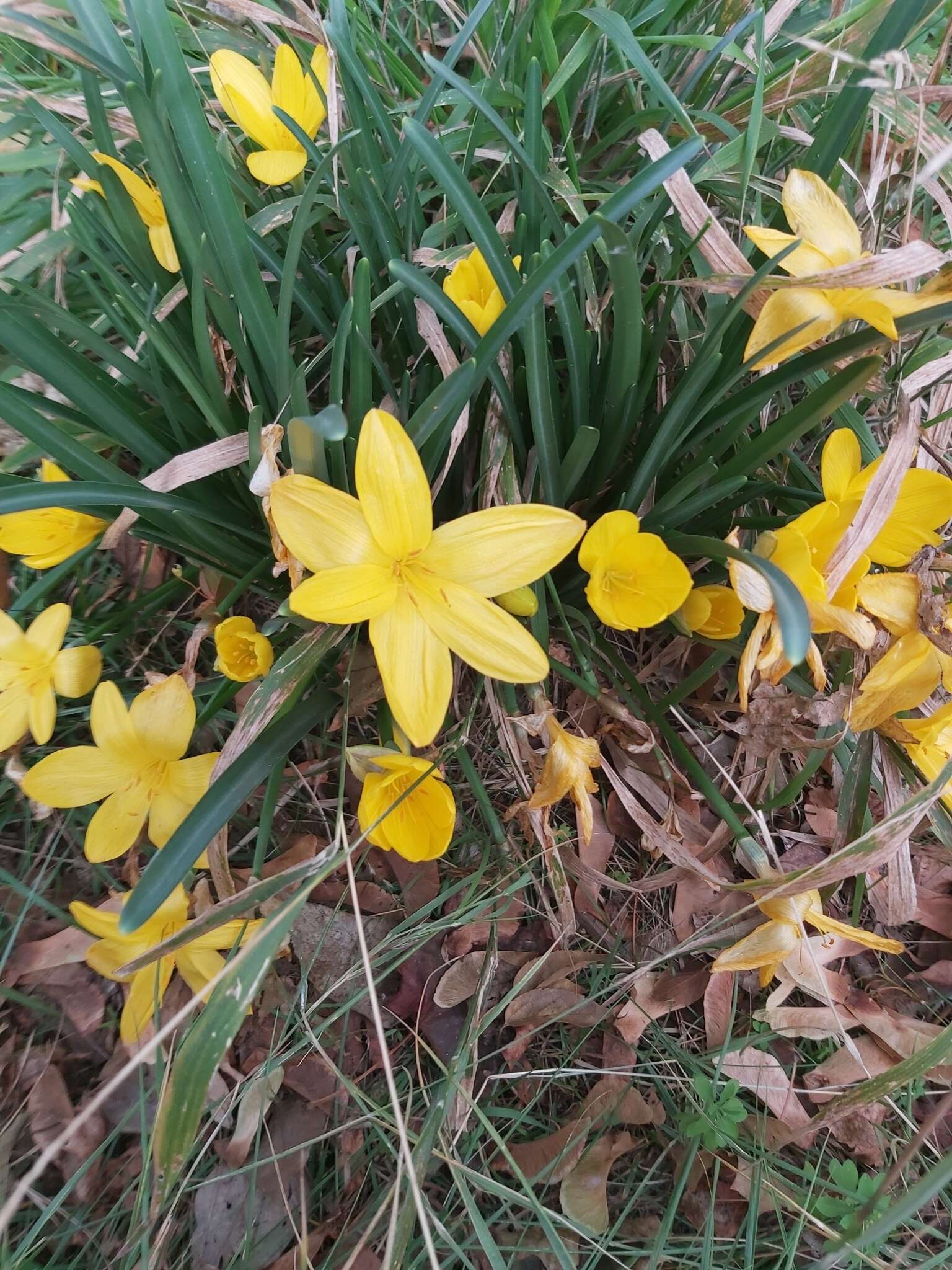 Image de Sternbergia lutea subsp. sicula (Tineo ex Guss.) K. Richt.