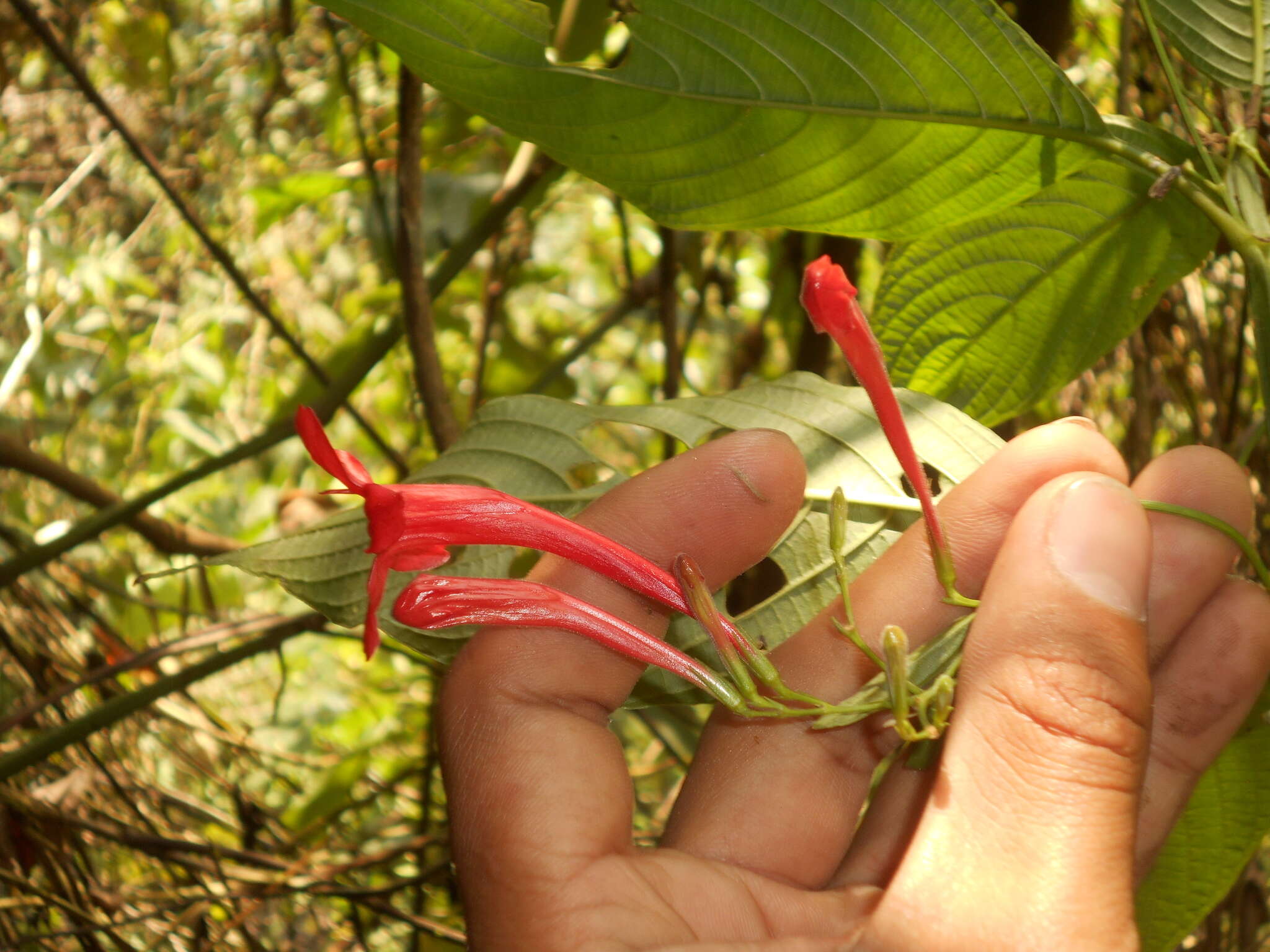 Imagem de Ruellia haenkeana (Nees) Wassh.