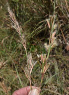 Plancia ëd Cymbopogon bombycinus (R. Br.) Domin