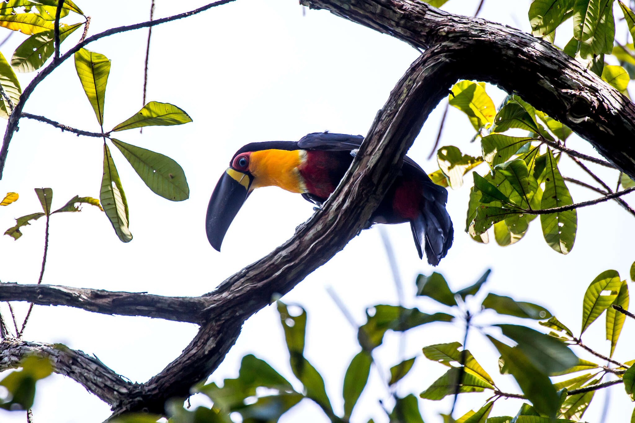 Image de Toucan ariel