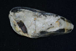 Image of Oyster