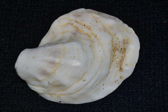 Image of Oyster