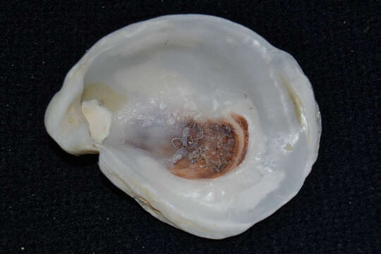 Image of Oyster