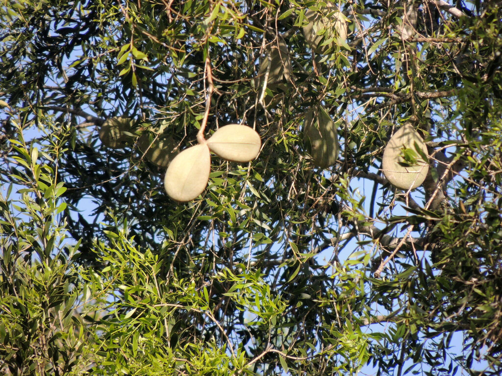 صورة Aspidosperma quebracho-blanco Schltdl.