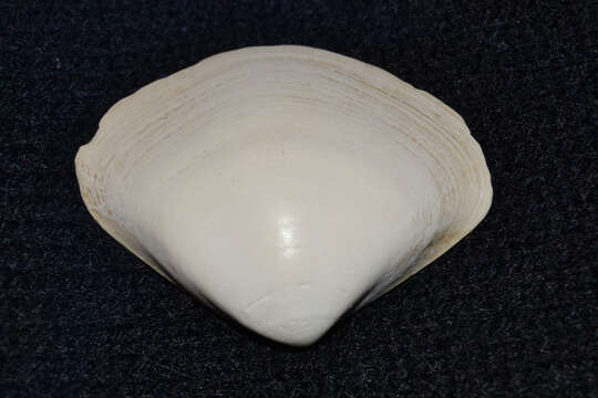 Image of Atlantic surf clam