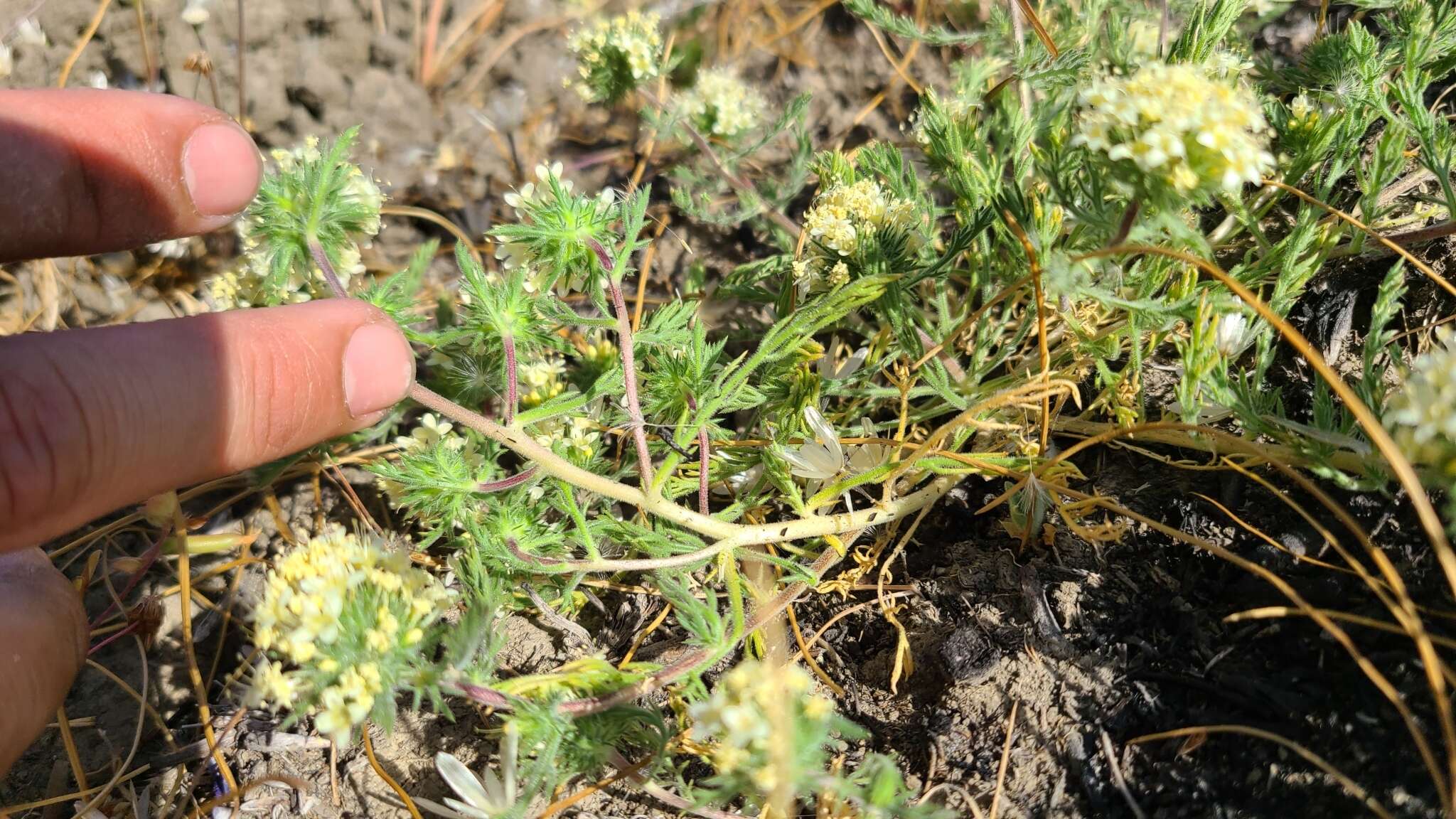 Image of cotulaleaf pincushionplant