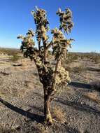 Image of Munz Cholla