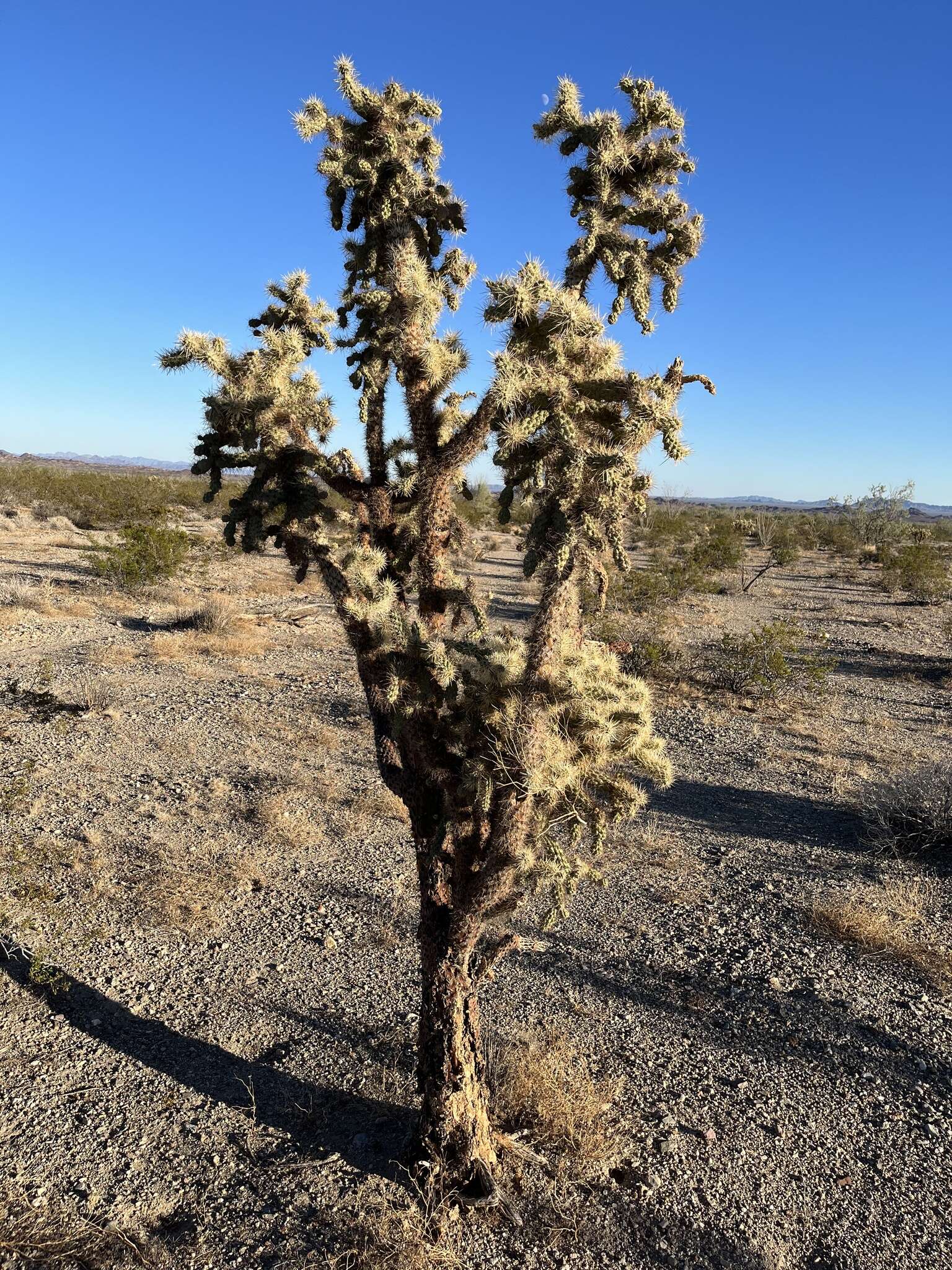 Image of Munz Cholla