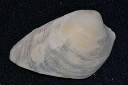 Image of quahog