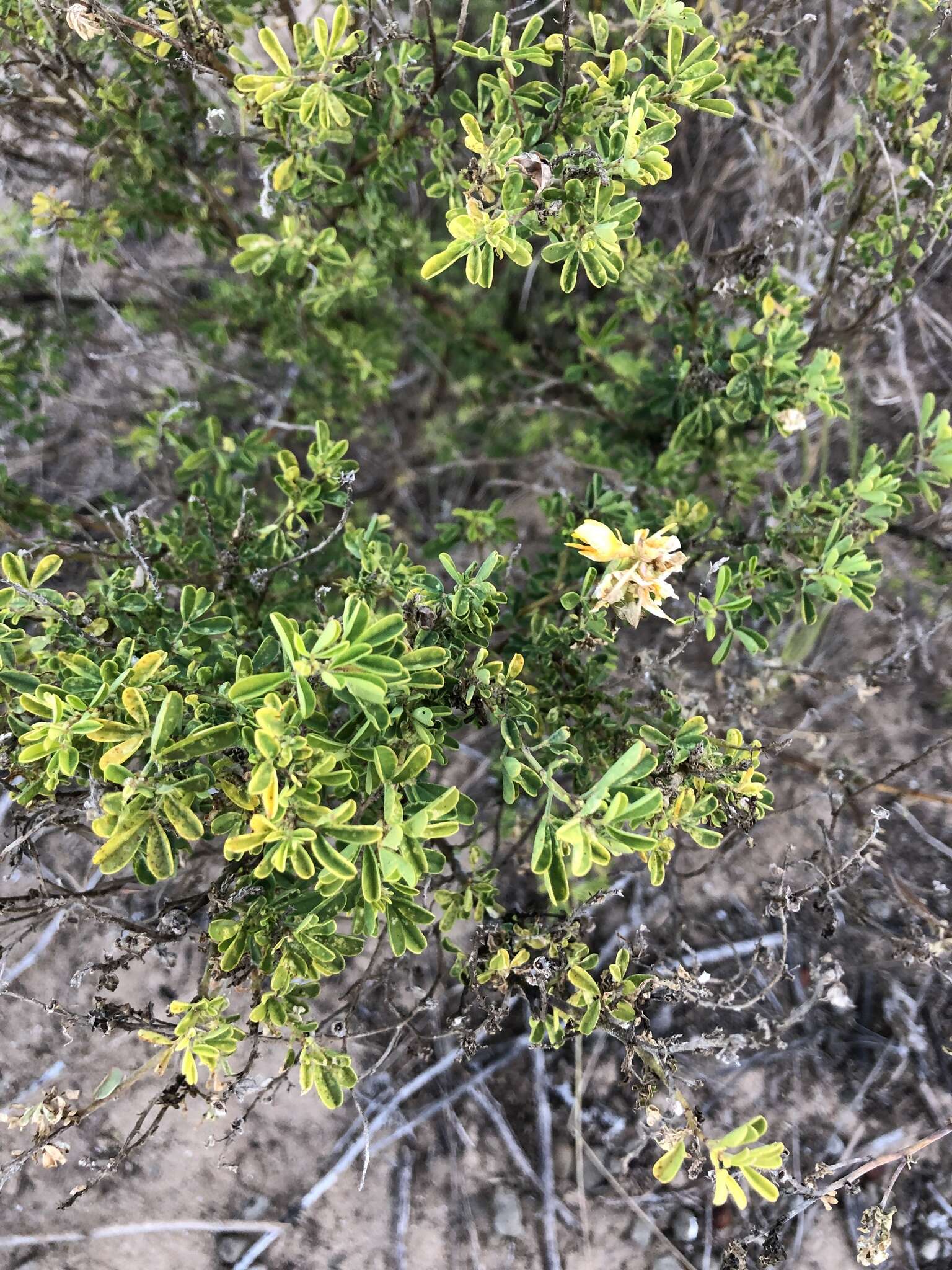 Imagem de Crotalaria medicaginea Lam.