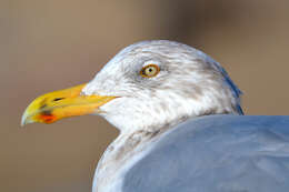 Image of American Herring Gull