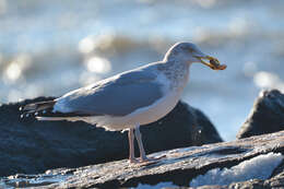 Image of American Herring Gull