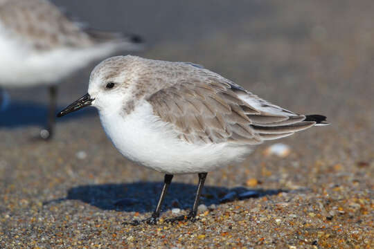 Image of Sanderling