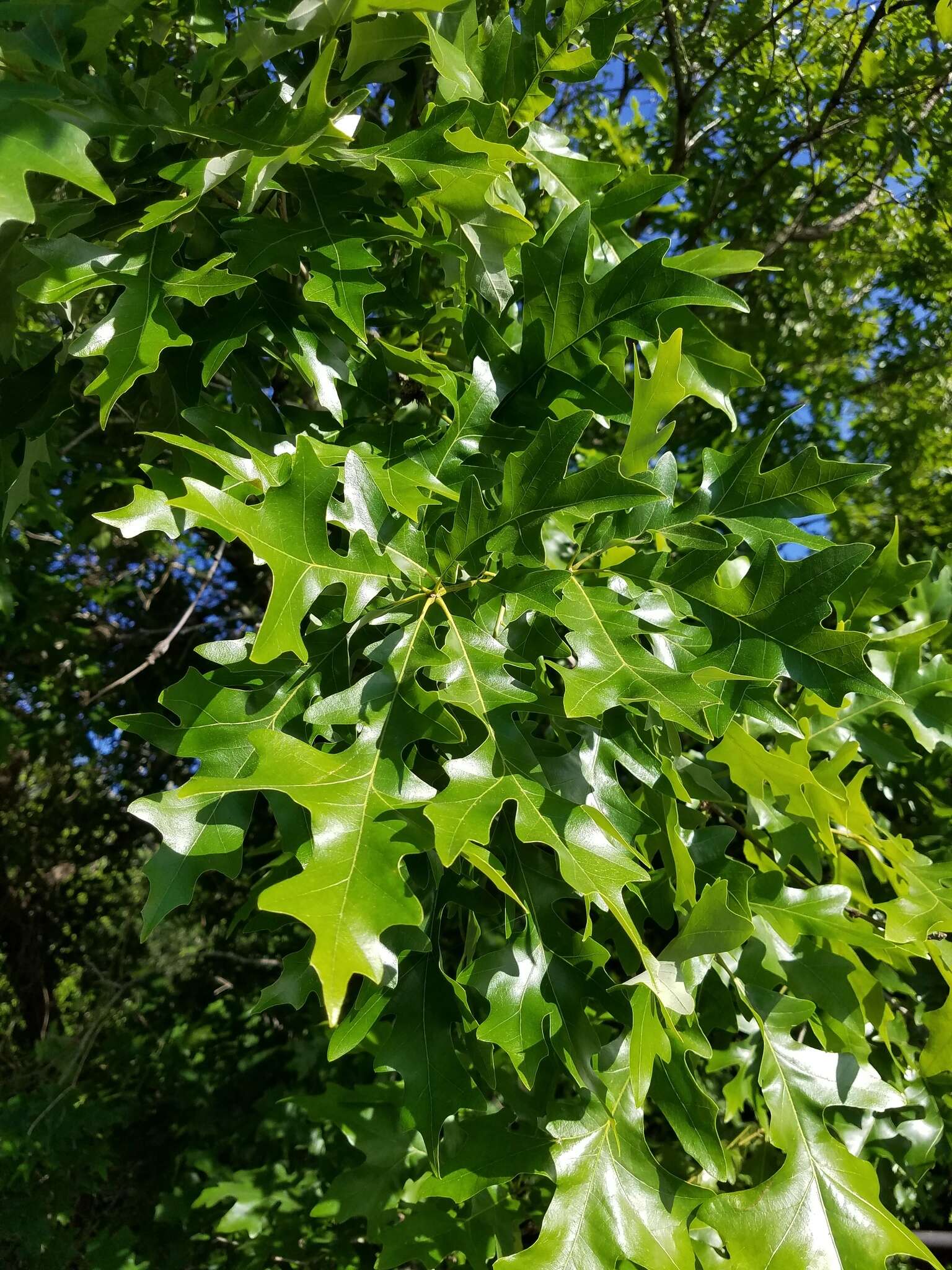 Quercus lyrata Walter resmi