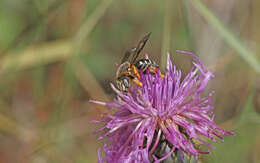 Image of Icteranthidium laterale (Latreille 1809)