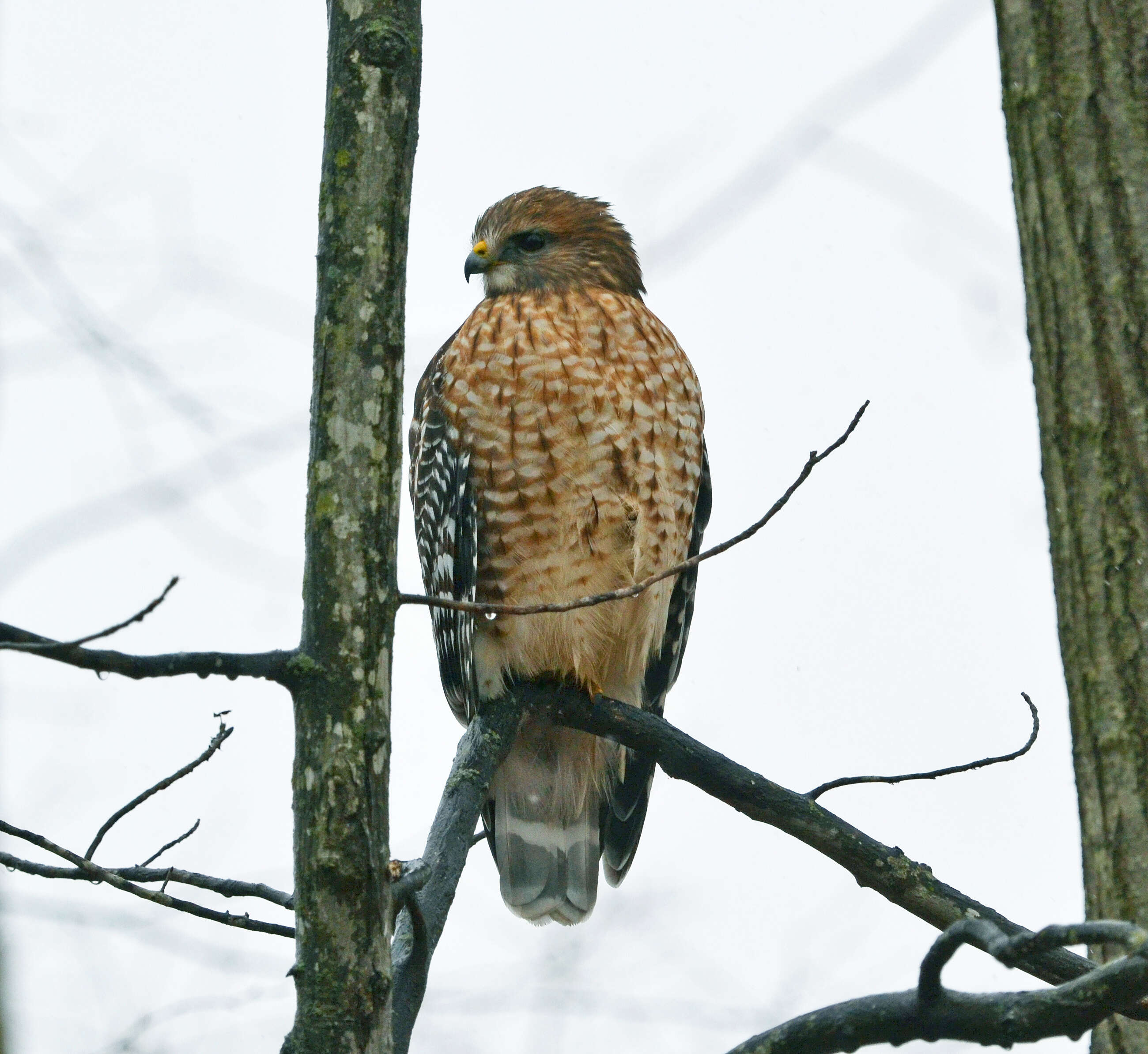 Image of Red-shouldered Hawk