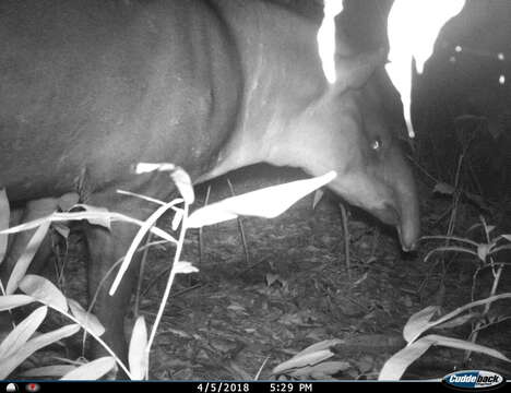 Image of Brazilian Tapir