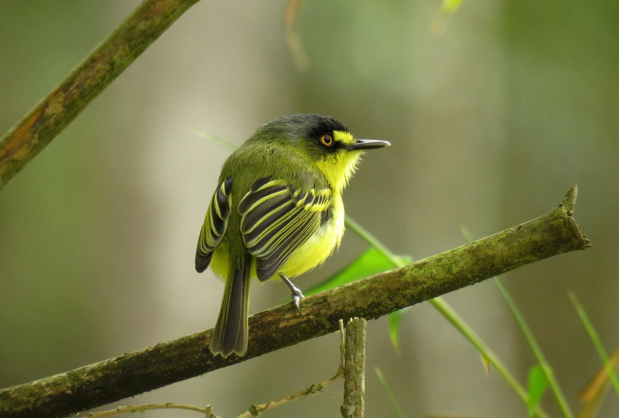 Image of Gray-headed Tody-Flycatcher