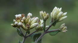 Image of Chromolaena bullata (Klatt) R. King & H. Rob.