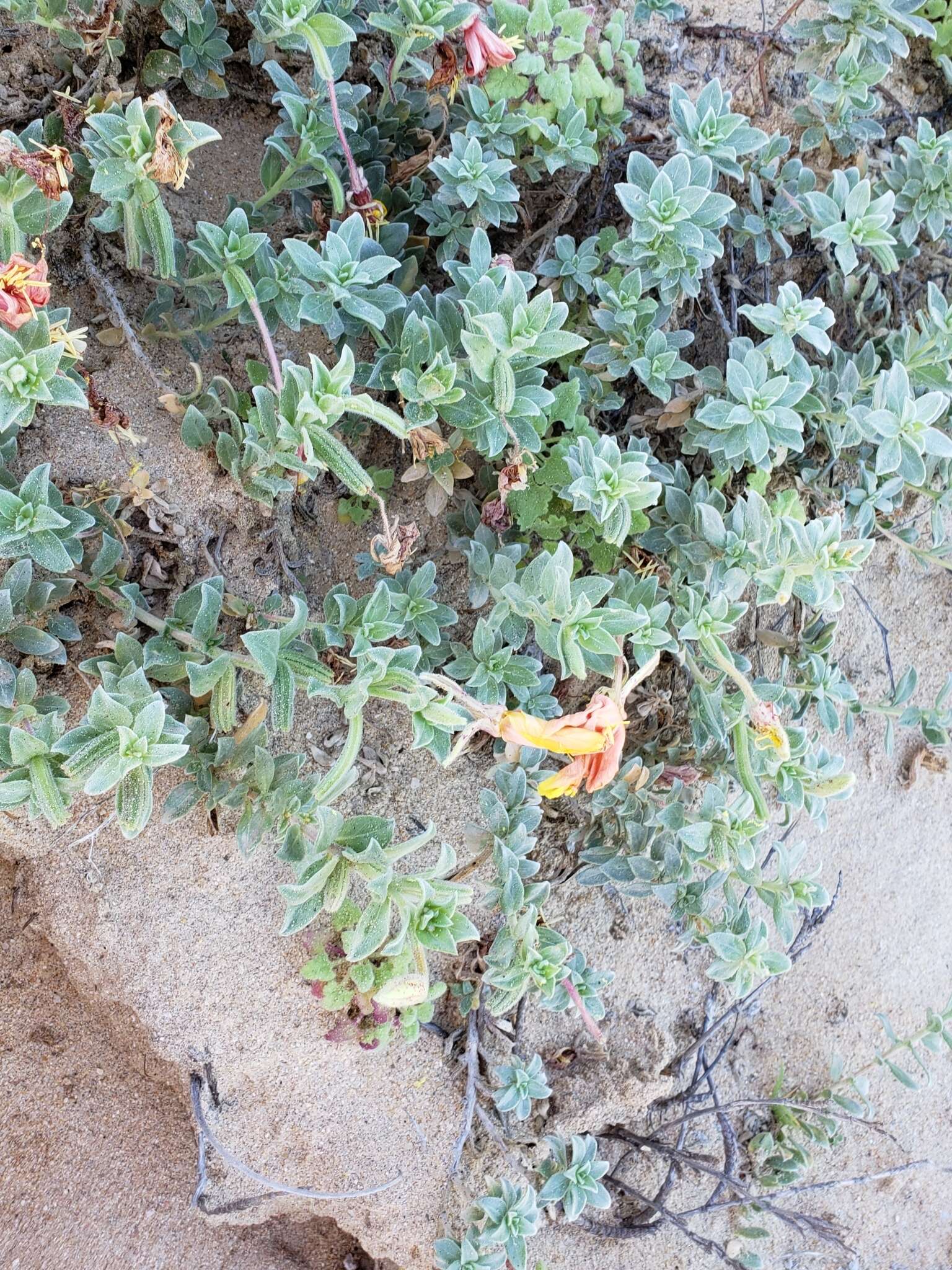 Oenothera drummondii subsp. thalassaphila (Brandegee) W. Dietrich & W. L. Wagner resmi