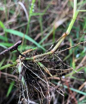 Plancia ëd Sacciolepis striata (L.) Nash