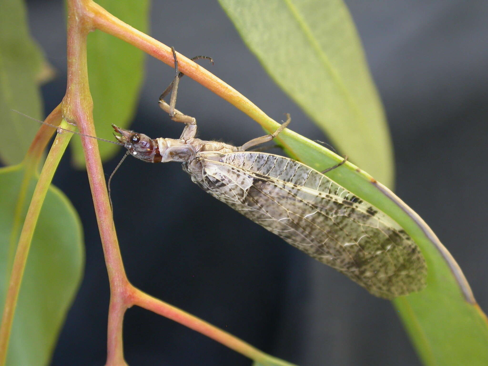 Image of Orohermes crepusculus (Chandler 1954)