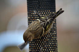 Image of Pine Siskin