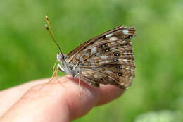 Image of Hackberry Emperor